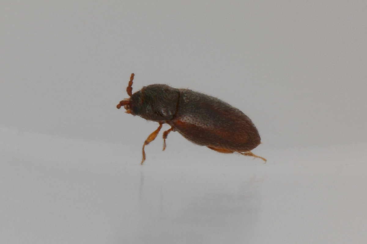 possibile Atomaria sp. (Chryptophagidae)